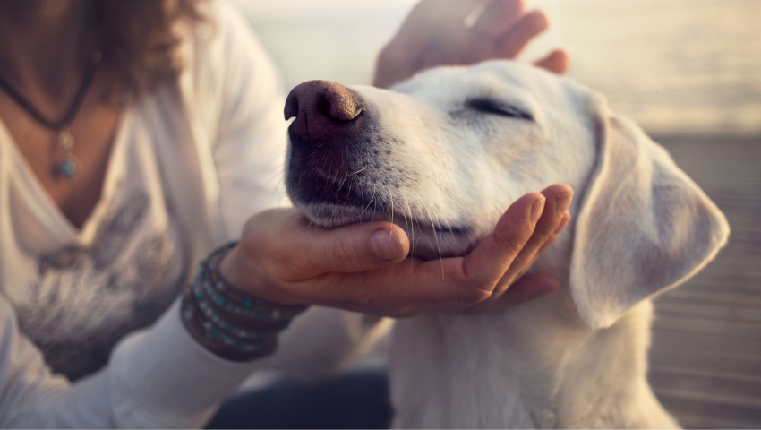 Canine store behavior courses