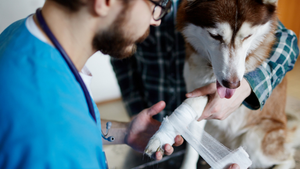 Pet_First_Aid_and_CPR