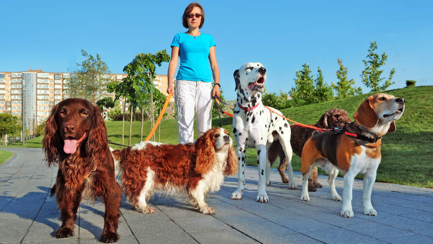 Master Animal Training And Dog Commands For Smarter Pet Care