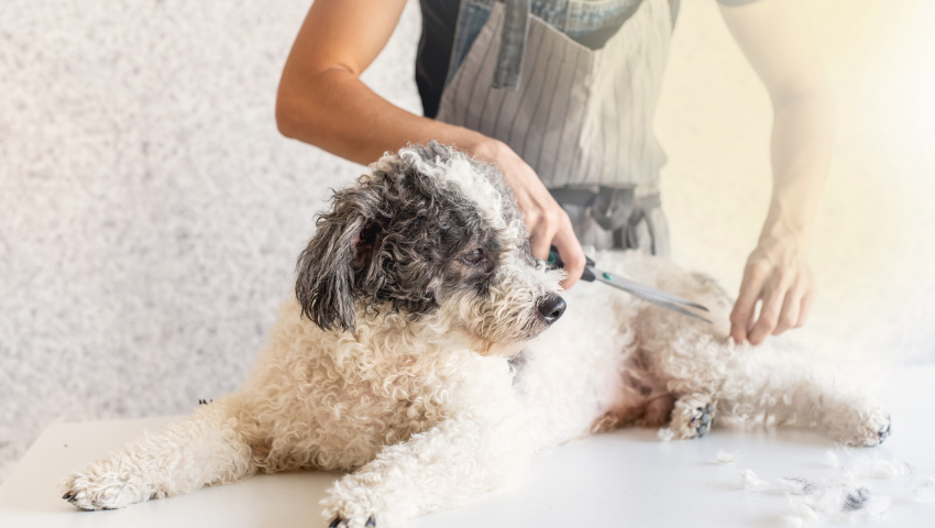 Guide to Dog Grooming